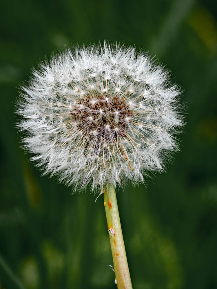 Taraxacum officinale (Pisbloem)