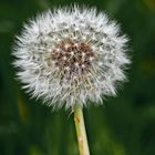 Taraxacum officinale (Pisbloem)