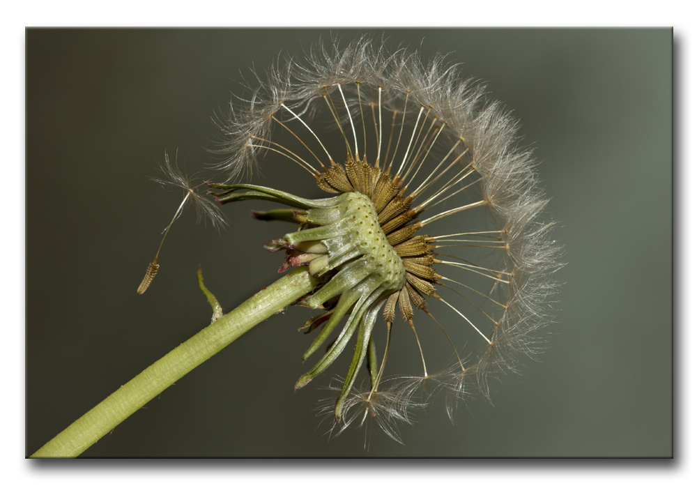 Taraxacum officinale - soffione o piscialetto -