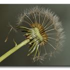 Taraxacum officinale - soffione o piscialetto -