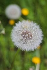 Taraxacum officinale - Tempus fugit