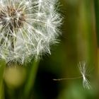 Taraxacum officinales