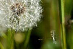 Taraxacum officinales