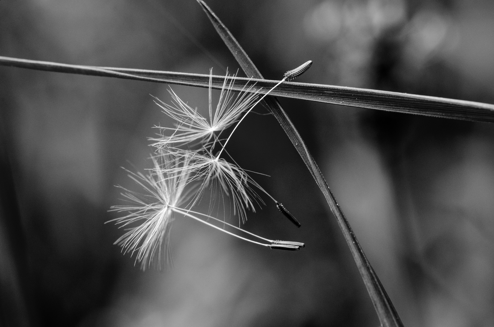 Taraxacum officinales