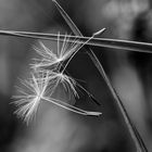 Taraxacum officinales