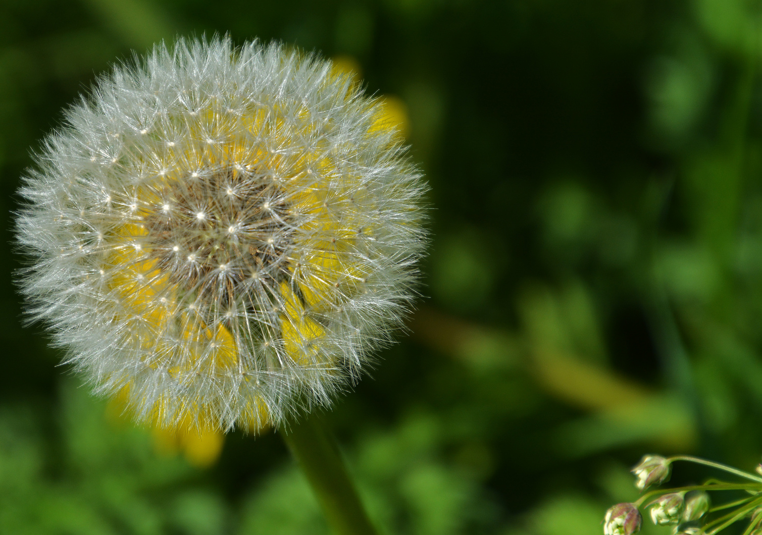 Taraxacum officinales