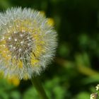 Taraxacum officinales