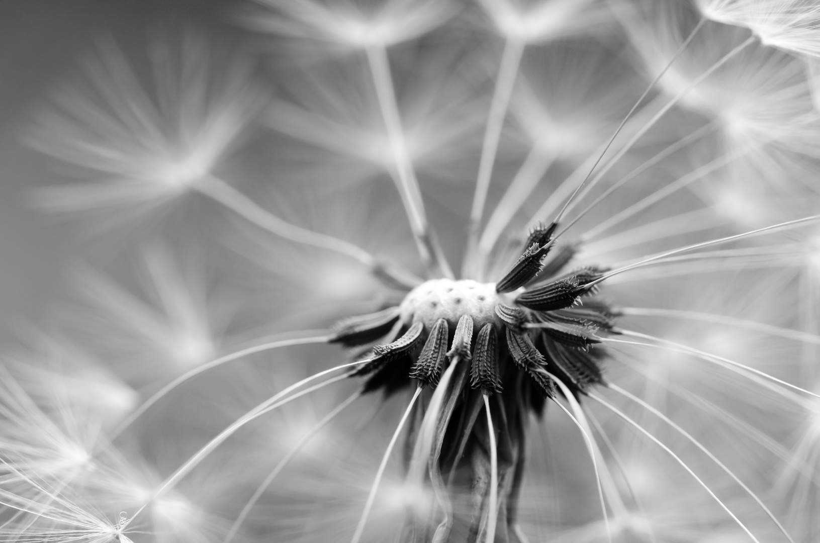 Taraxacum officinales