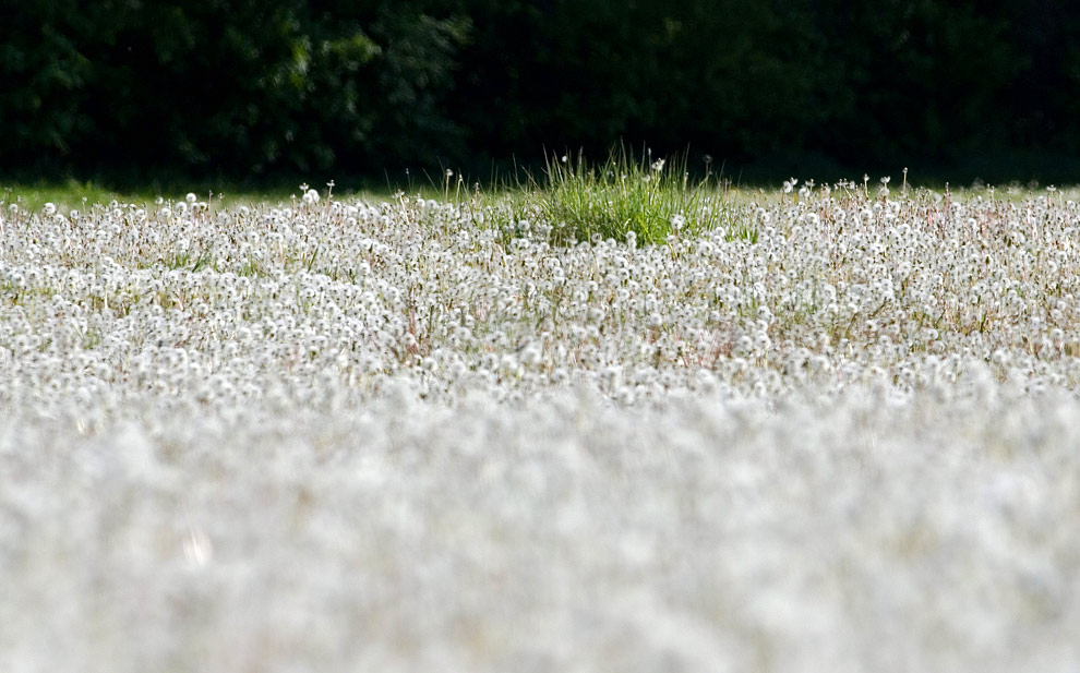 Taraxacum officinales II