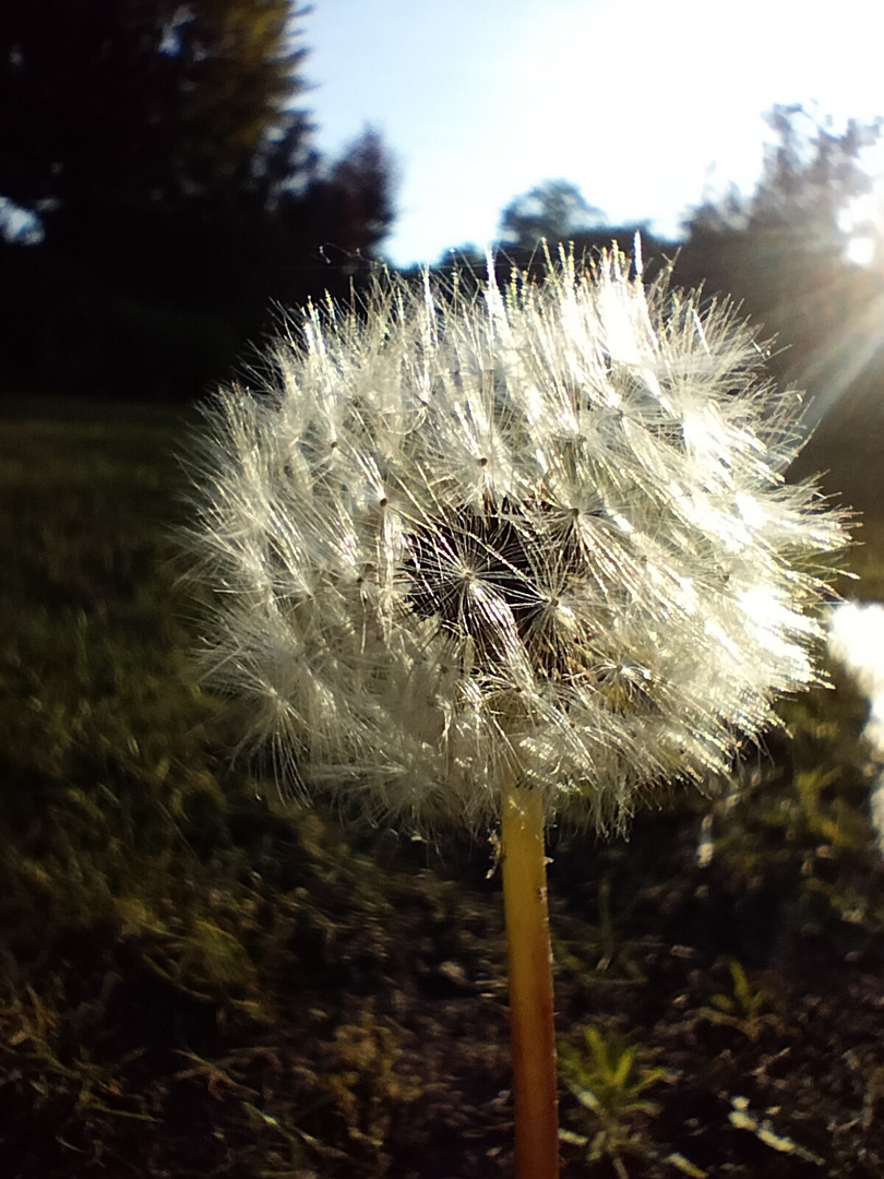 Taraxacum offizinales 