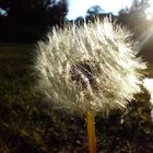 Taraxacum offizinales 