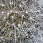 Taraxacum (Pusteblume)