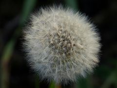 Taraxacum sect. Ruderalia