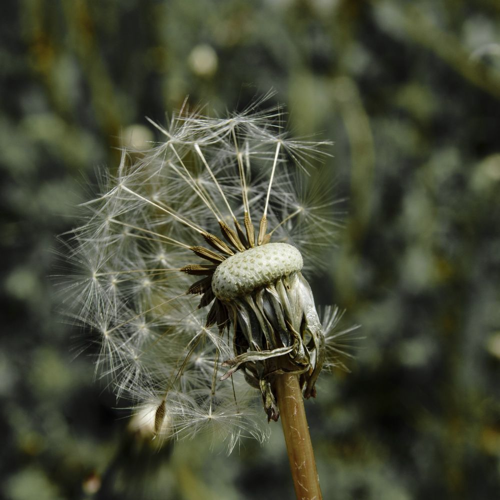 Taraxacum sect. Ruderalia ....