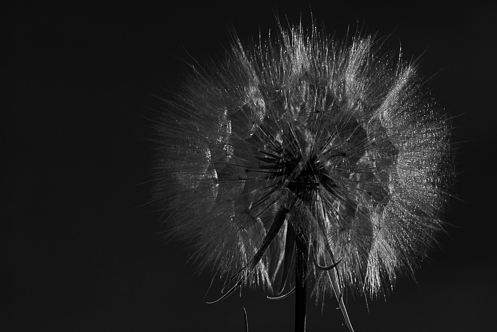 Taraxacum sect. Ruderalia