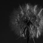 Taraxacum sect. Ruderalia