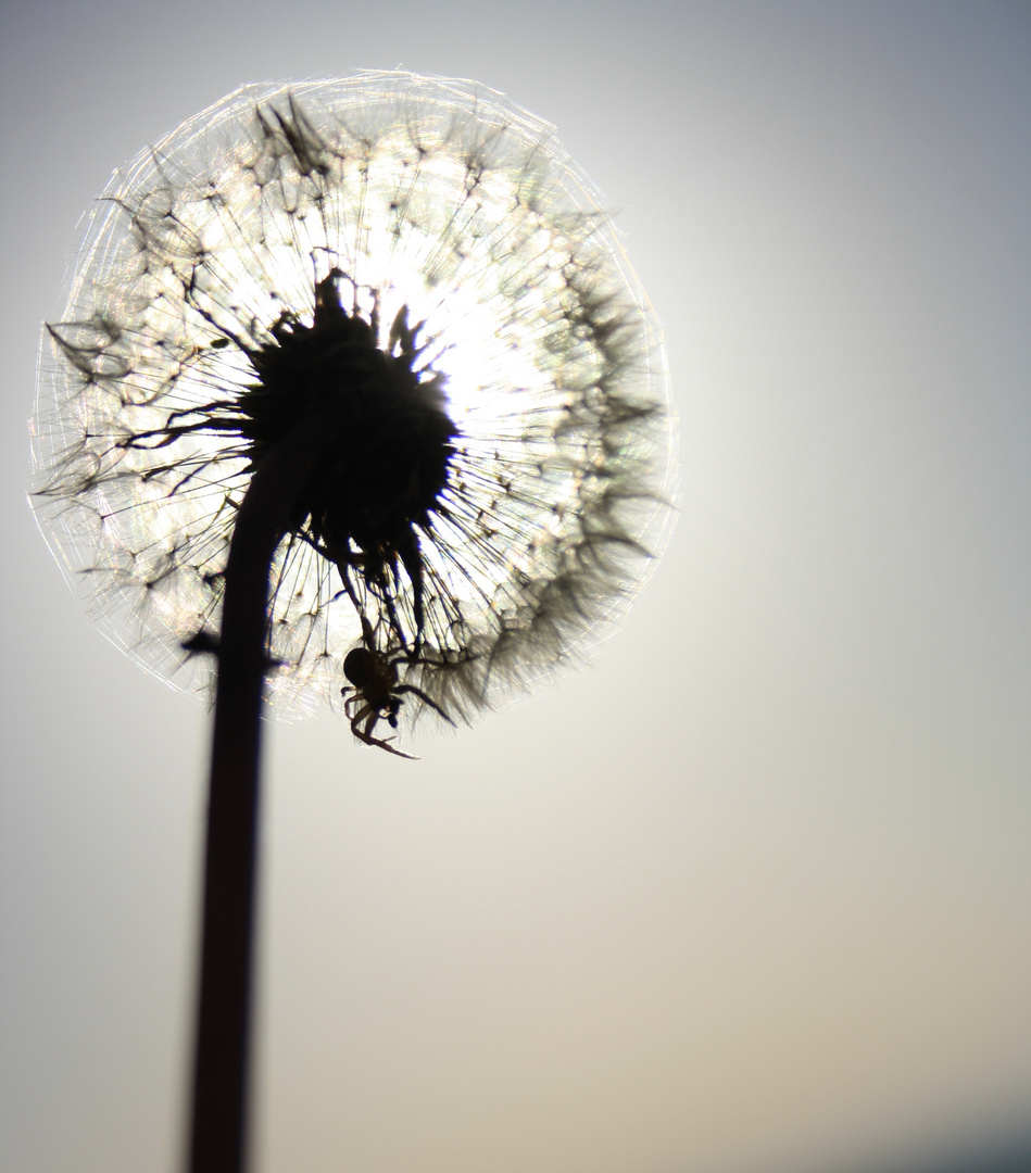 Taraxacum sect. Ruderalia