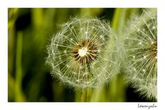 Taraxacum sect. Ruderalia