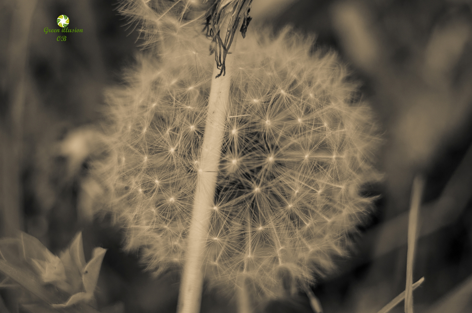 Taraxacum sect. Ruderalia