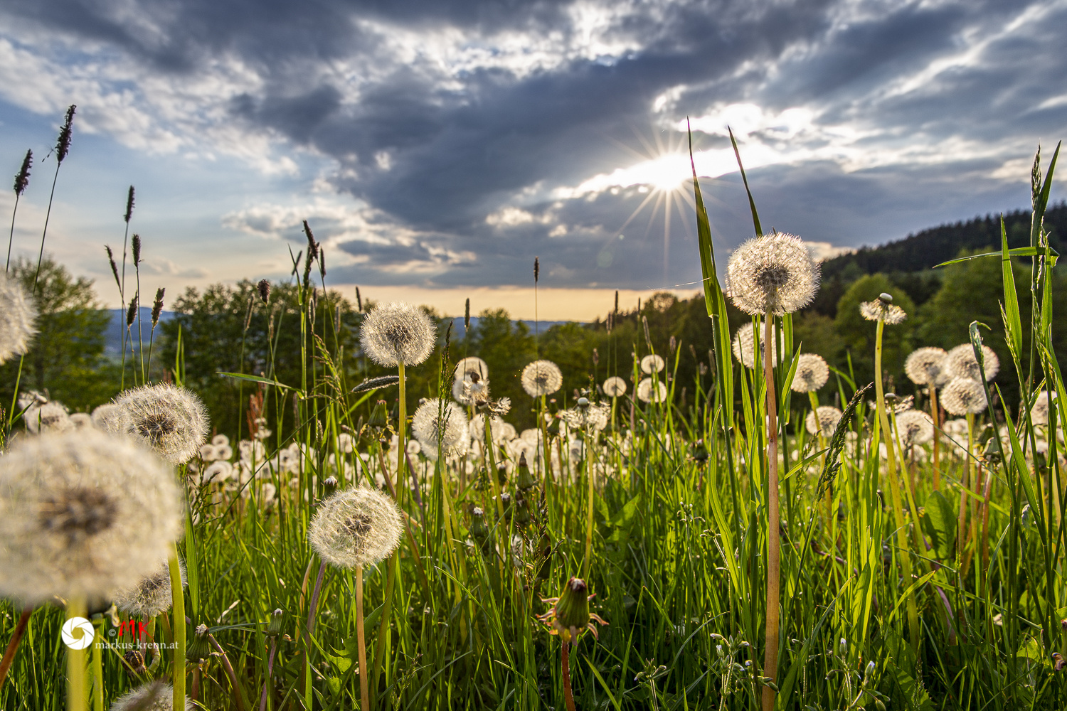 Taraxacum sect. Ruderalia