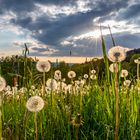 Taraxacum sect. Ruderalia