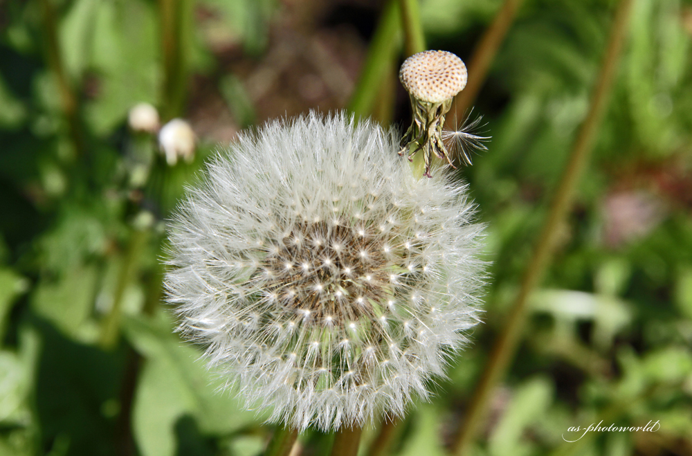 Taraxacum sect. Ruderalia