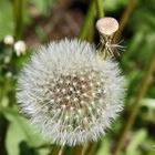 Taraxacum sect. Ruderalia