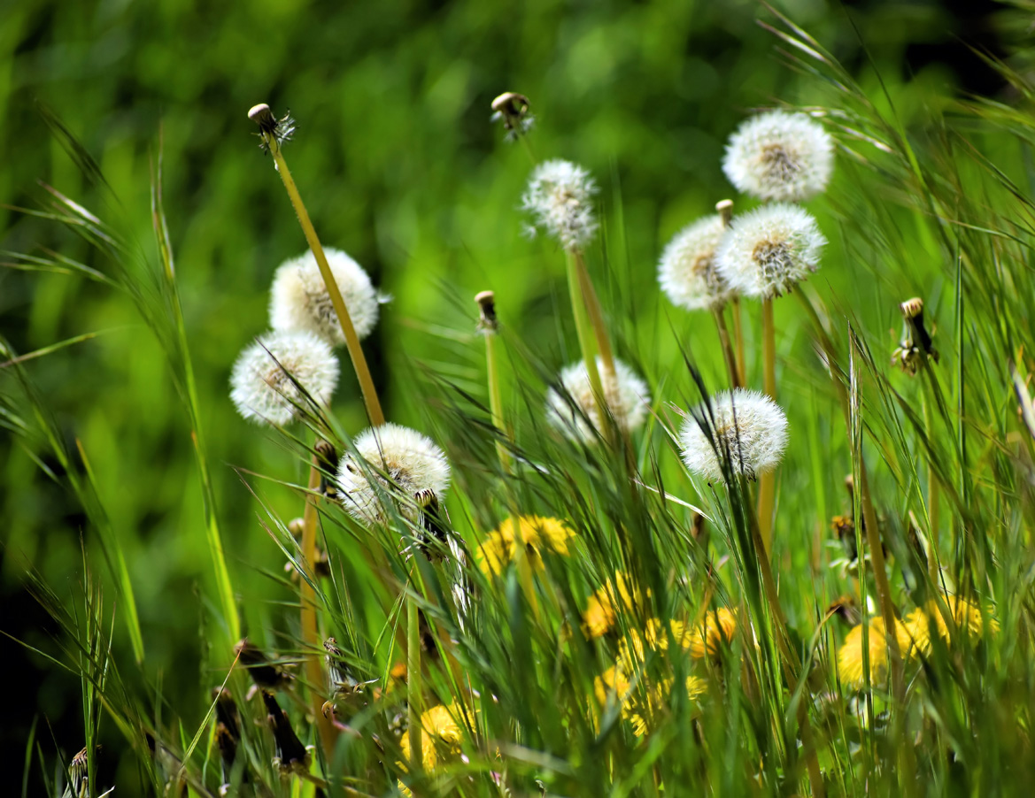 Taraxacum sect. Ruderalia