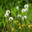 Taraxacum sect. Ruderalia