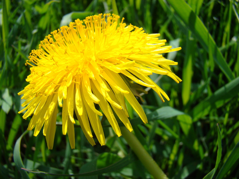 Taraxacum sect Ruderalia - Blütenstand