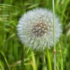 Taraxacum sect. Ruderalia