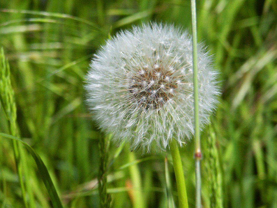 Taraxacum sect. Ruderalia von J. Stolzenberg