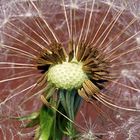 Taraxacum sect. Ruderalia --