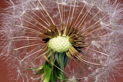 Taraxacum sect. Ruderalia --