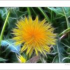 Taraxacum sect. Ruderalia ..