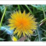 Taraxacum sect. Ruderalia ..