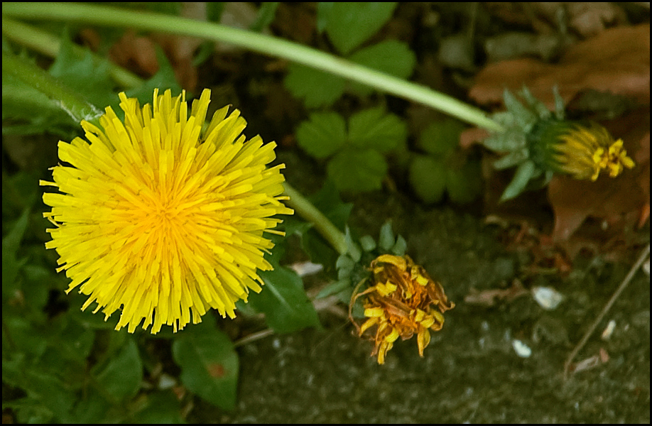 Taraxacum sect. Ruderalia...