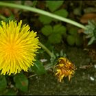 Taraxacum sect. Ruderalia...