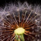 Taraxacum sect. Ruderalia