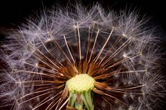 Taraxacum sect. Ruderalia