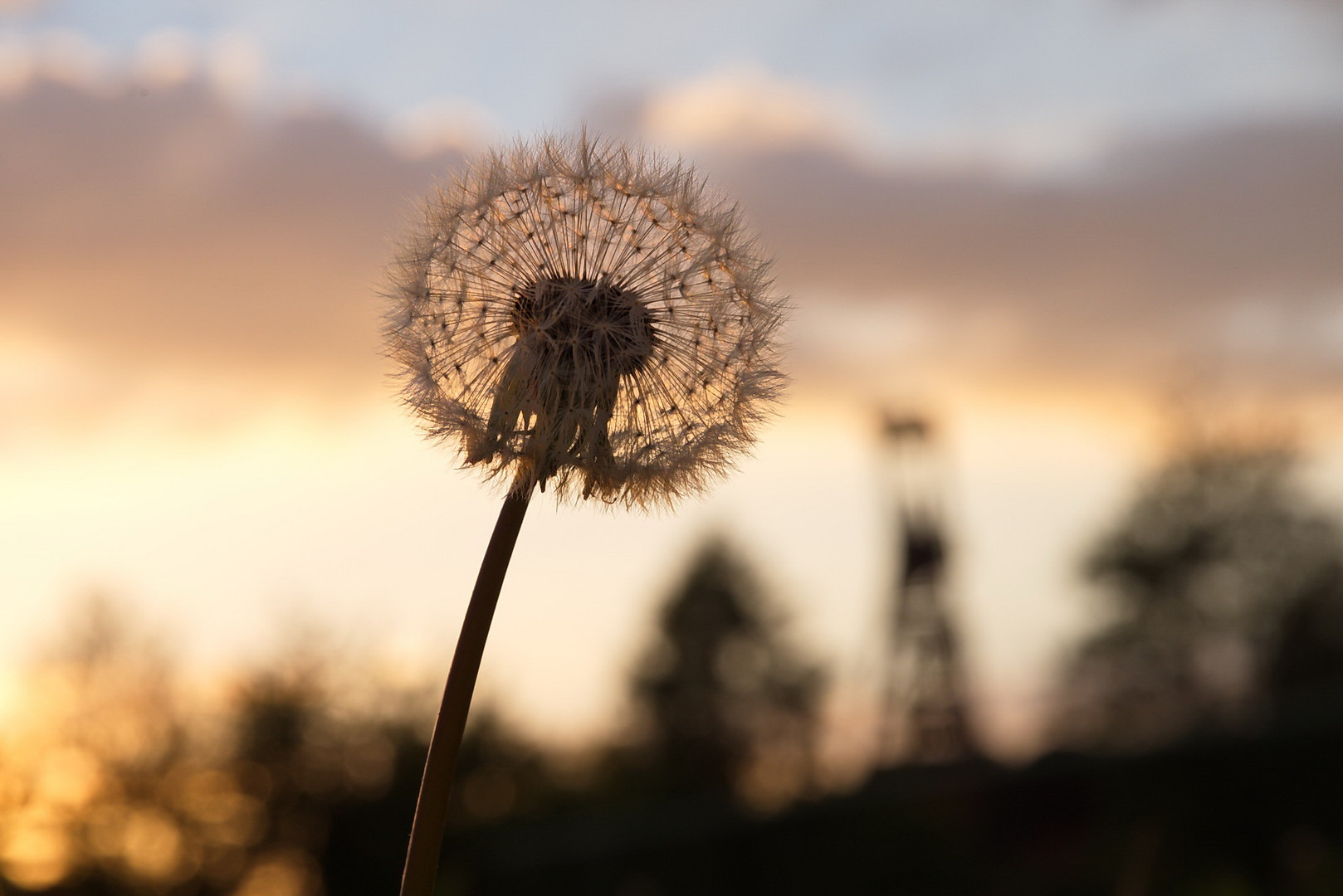 Taraxacum sect. Zollvereinia