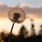 Taraxacum sect. Zollvereinia