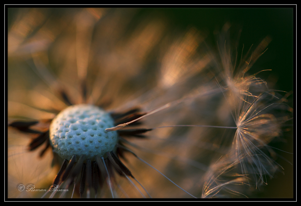 Taraxacum Vanitas