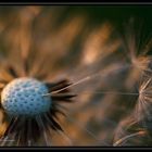 Taraxacum Vanitas