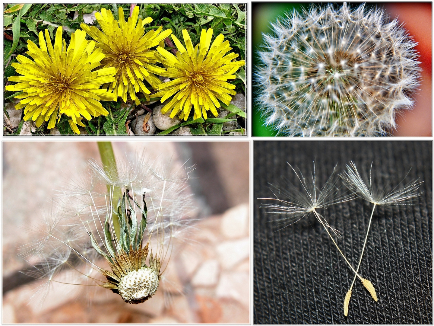 Taraxacum varie fasi.