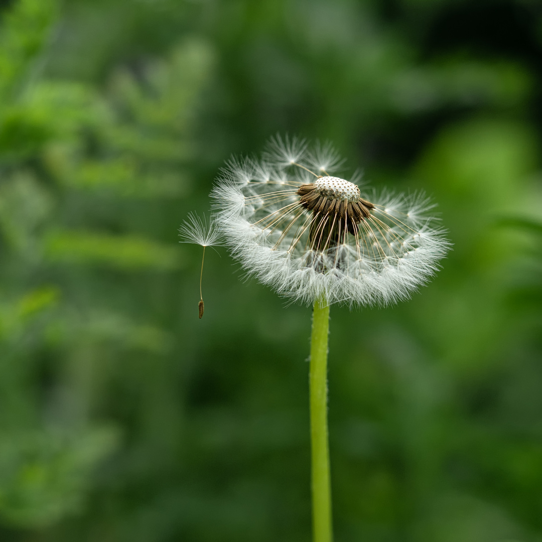 Taraxacum VI