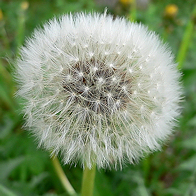 taraxacum1