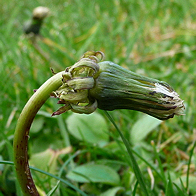 taraxacum2