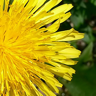 taraxacum3