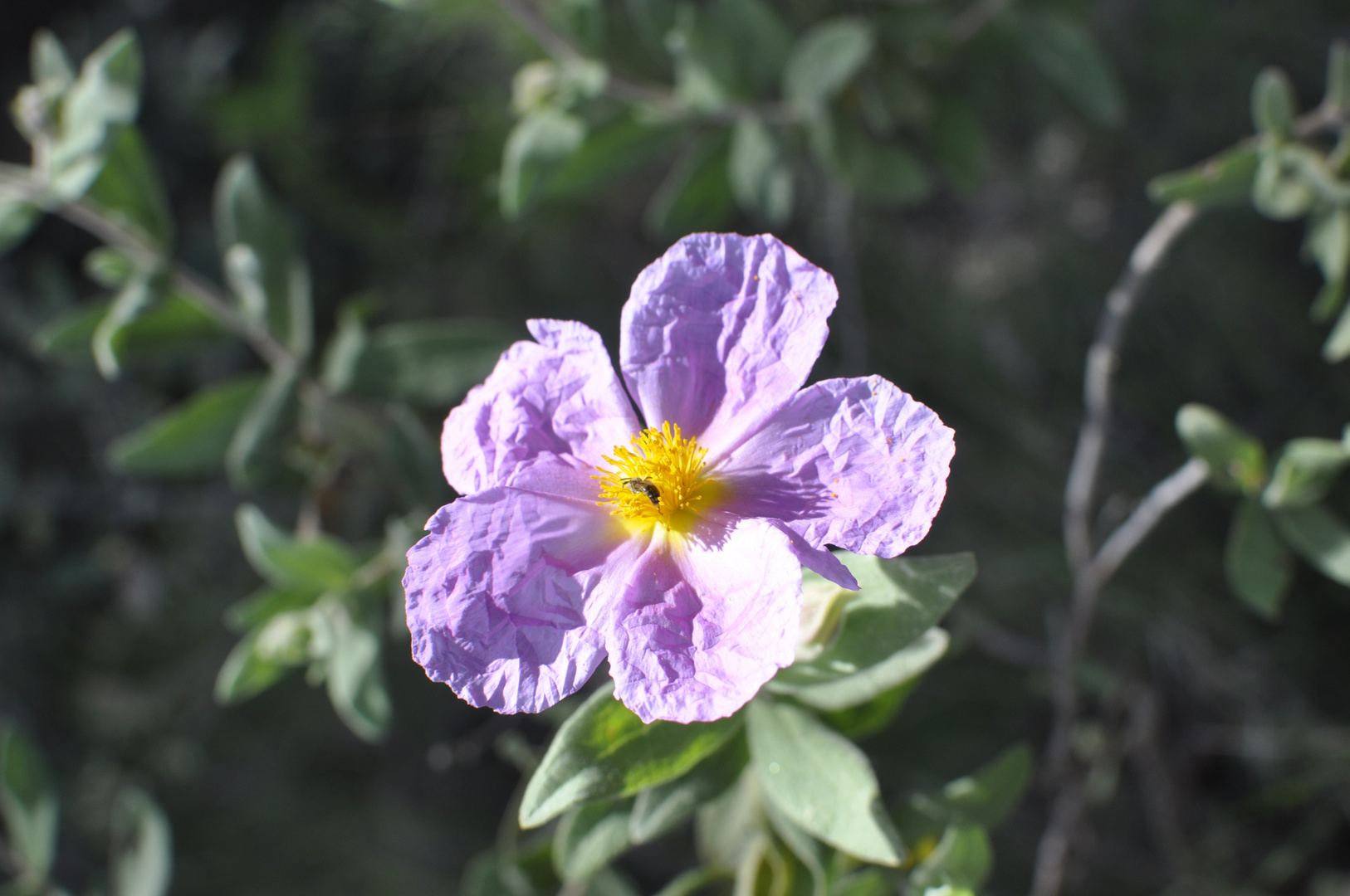 Tarde calurosa